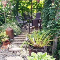 我が家の庭/カボチャ/トウキビ 今朝のお庭です。 ブドウやつる性の植物が…(2枚目)
