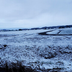 季節外れの雪/雪景色 今朝の風景
うっすらと雪が畑を覆いました…(2枚目)
