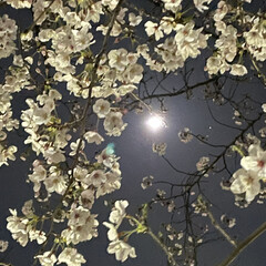 夜桜/桜/夜桜と月 夜桜🌸
(1枚目)