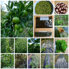 家庭菜園/家庭果樹園 ジャガイモ🥔、大根、白菜、にんにく、サツ…(1枚目)