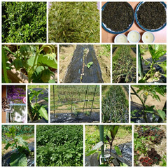 新茶/家庭菜園/いちご/庭木/ハーブ •ゴールデンウイークに緑茶作り。2時間お…(1枚目)