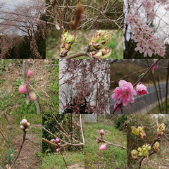 果樹/しだれ桜/しだれ花もも しだれ花ももが咲いた!
花もも(①②)と…