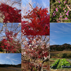山/家庭菜園/四季桜と紅葉/芝桜 よその畑を見て、今年は種蒔きが遅かった事…