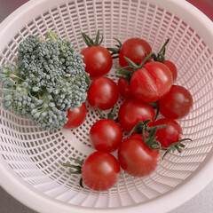 収穫/ブロッコリー/トマト/家庭菜園/観葉植物 今日の収穫　🍅🥦
3日間真夏の30℃で　…(1枚目)