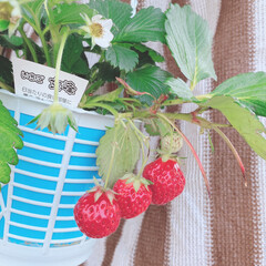 収穫/苺/バルコニー/ベランダ/多肉植物/観葉植物/... |ョ'ω'〃)おはようございます♪
今…