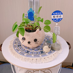 丸い葉/可愛い/穴場/バルコニー/ペペロミア ジェイド/ベランダ/... 才ノヽ∋—_φ(゚▽゚*)♪さんです
何…