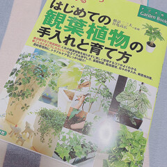 暑い/ジブリ/観葉植物の本/観葉植物 |ョ'ω'〃)おはようございます♪
昨…