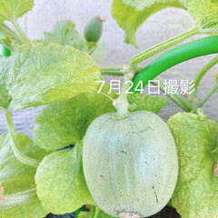 15センチ/メロンの実/高級種のメロン/多肉植物/観葉植物/ベランダ栽培/... |ョ'ω'〃)おはようございます♪
我…