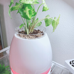 まるで植物が歌ってる見たいです/シンゴニウム/インテリア/お気に入り/植物に触れると音が鳴る/Bluetoothスピーカー/... |ョ'ω'〃)おはようございます♪
昨日…