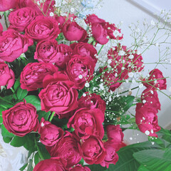 プレゼント/ヴィンテージレット薔薇/フォローありがとうございます/いつもいいねありがとうございます/リビング/観葉植物 |ｮ&#39;ω&#39;〃)おはようございます♪

昨…(2枚目)