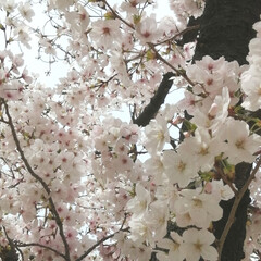 花見/桜/散歩 (1枚目)