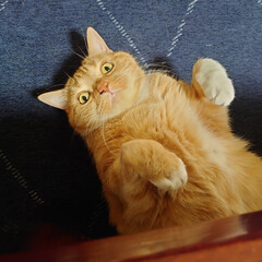 スコテッシュフォールド立ち耳/愛猫 テーブル下からヒョッコリハン（笑）

ハ…(1枚目)