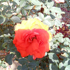 バラ園 お出かけ🎶
薔薇園🌹
優しい香りに包まれ…(8枚目)