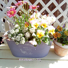 ブリキ缶/好きな花/寄せ植え/パンジーとビオラ/ピンクの花/花のある暮らし/... 🌺寄せ植えしたお花たちがたくさん咲いてき…(2枚目)