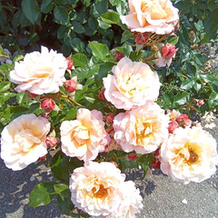 バラ園 お出かけ🎶
薔薇園🌹
優しい香りに包まれ…(2枚目)