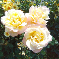 バラ園 お出かけ🎶
薔薇園🌹
優しい香りに包まれ…(1枚目)