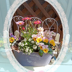 ブリキ缶/好きな花/寄せ植え/パンジーとビオラ/ピンクの花/花のある暮らし/... 🌺寄せ植えしたお花たちがたくさん咲いてき…(1枚目)