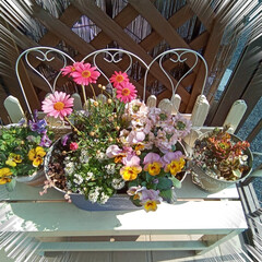 ブリキ缶/好きな花/寄せ植え/パンジーとビオラ/ピンクの花/花のある暮らし/... 🌺寄せ植えしたお花たちがたくさん咲いてき…(3枚目)