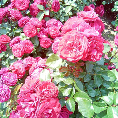 バラ園 お出かけ🎶
薔薇園🌹
優しい香りに包まれ…(3枚目)