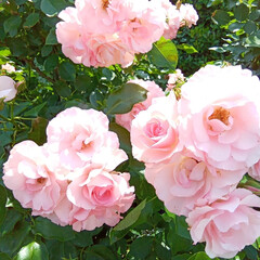 バラ園 お出かけ🎶
薔薇園🌹
優しい香りに包まれ…(6枚目)
