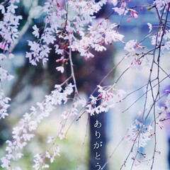 桜/花/枝垂れ桜/カメラ/散歩 晴れ渡る空に
枝垂れ桜

円熟した美人に…(1枚目)