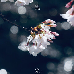 ゆでまる写真館/カメラ/春/SAKURA/写真/桜/...
今週は桜週間でーす。
採れたての写真…