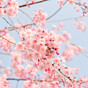 Saaa☺の画像