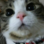 Rumiの画像