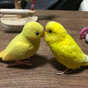 かりやんの画像