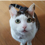 あきにゃんの画像