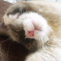 cat_monotoneの画像