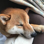 ruruの画像