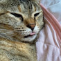bci8nv8の画像
