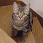こるんこの画像