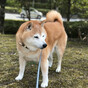 しずちゃんの画像
