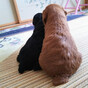 あすくの画像