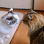YASU子の画像