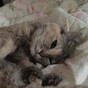 にゃん吉の画像