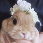 リリーの画像
