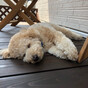 COAちゃん🐩PaPaの画像