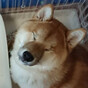 ❦*:あやコロン:*❦の画像