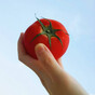 ohayo.tomatoの画像