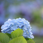 flufluの画像