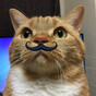 🇯🇵トラのママ😽❤️の画像